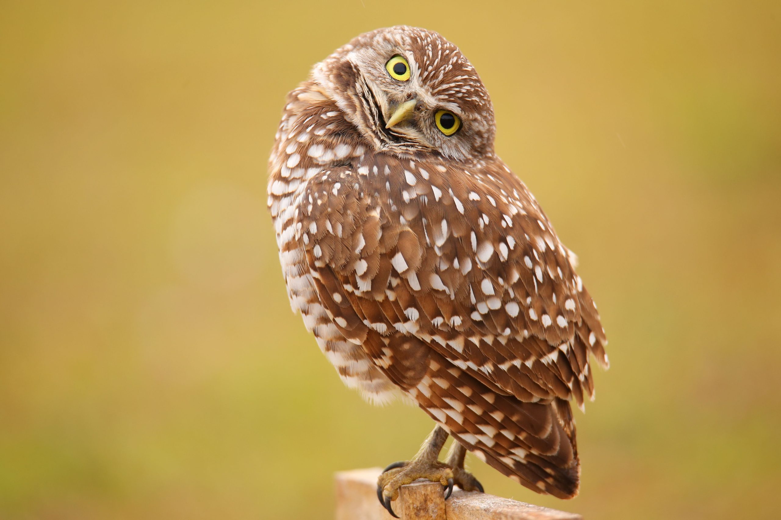 The Burrowing Owl