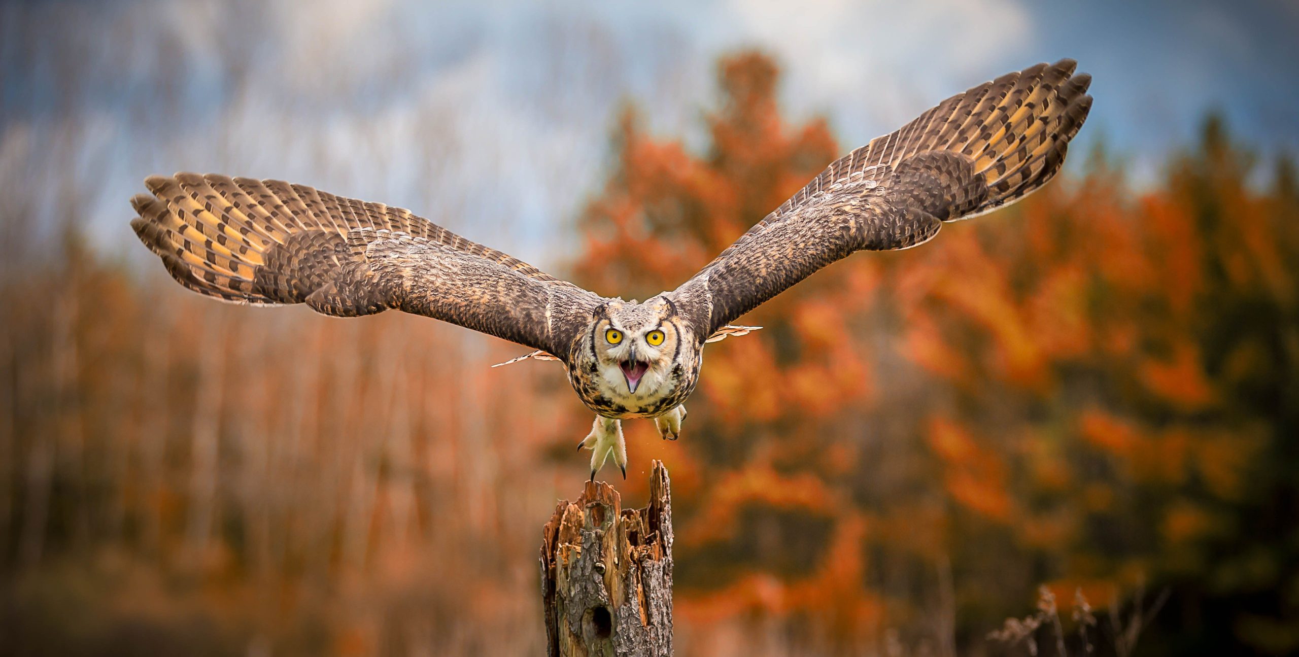 The Great Horned Owl