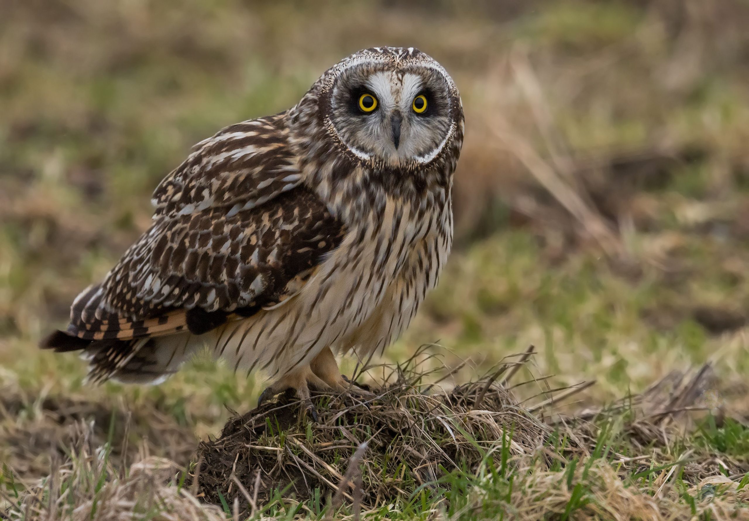 The Short-Eared Owl