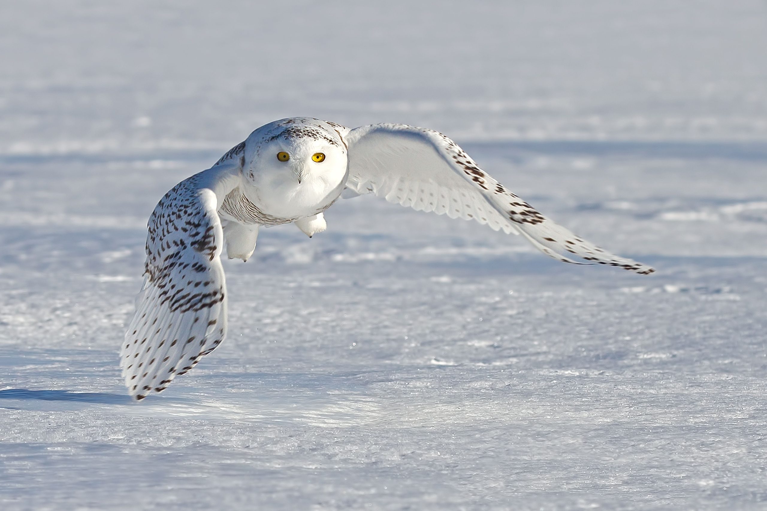 Snowy owl