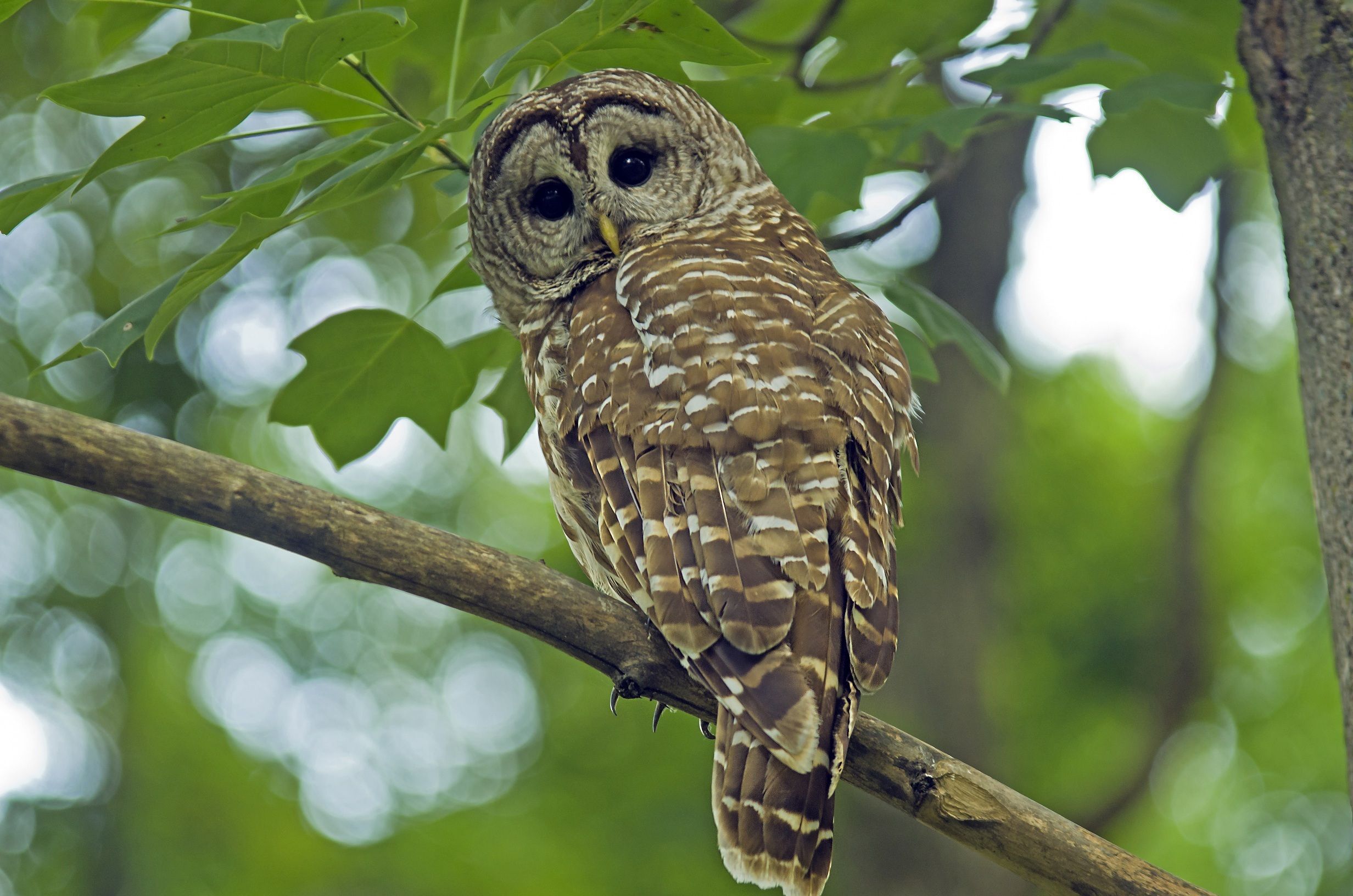 Spotted owl