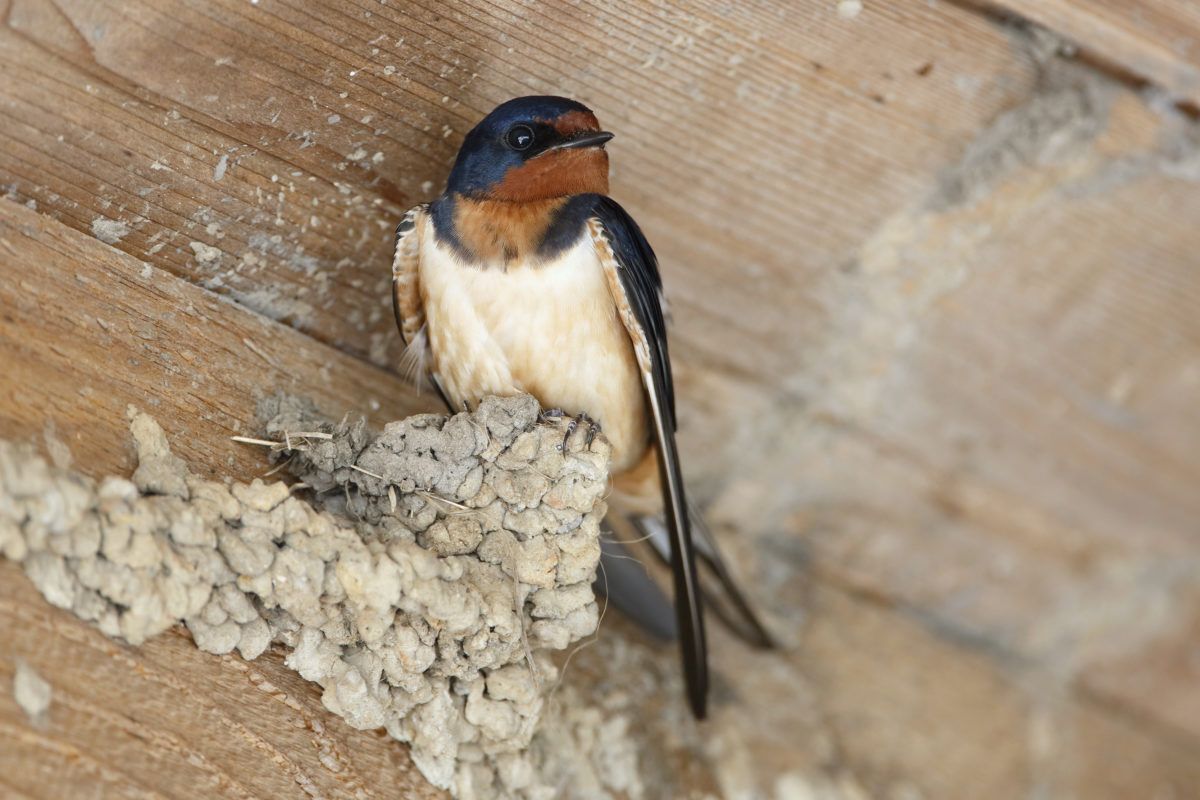 Barn swallow on nest