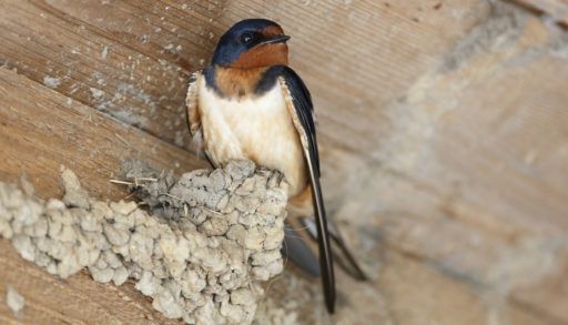 Barn swallow on nest