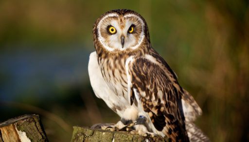 short-eared owl