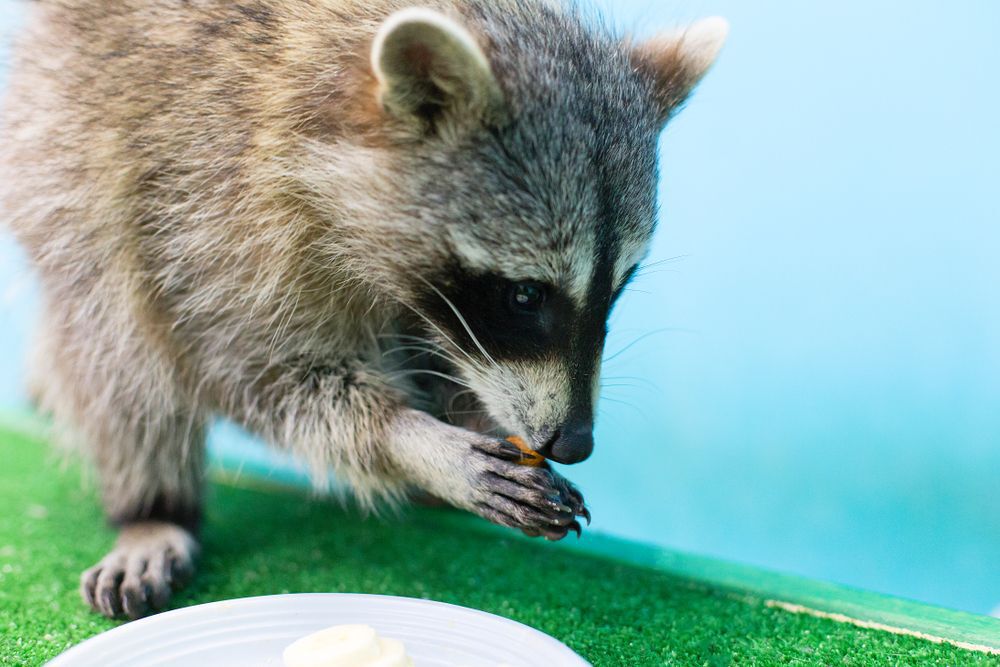 A raccoon holds a nut in its paws