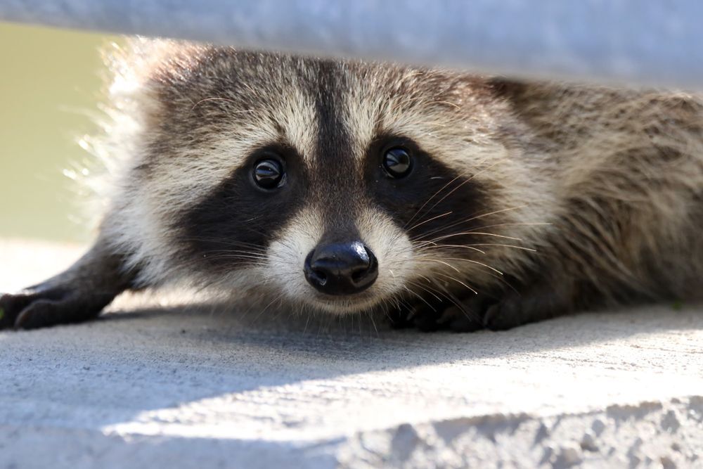 A raccoon peeks out from under a railing