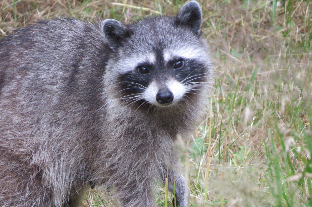 A close-up of a raccoon
