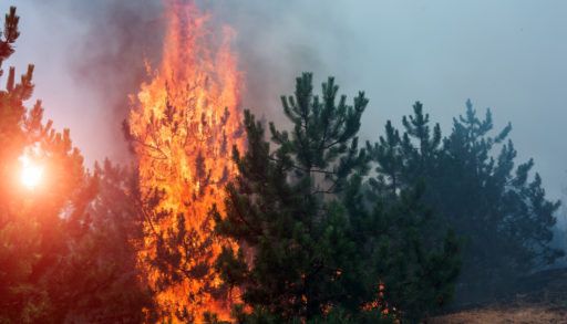 forest-fire-burning-smoke-woods