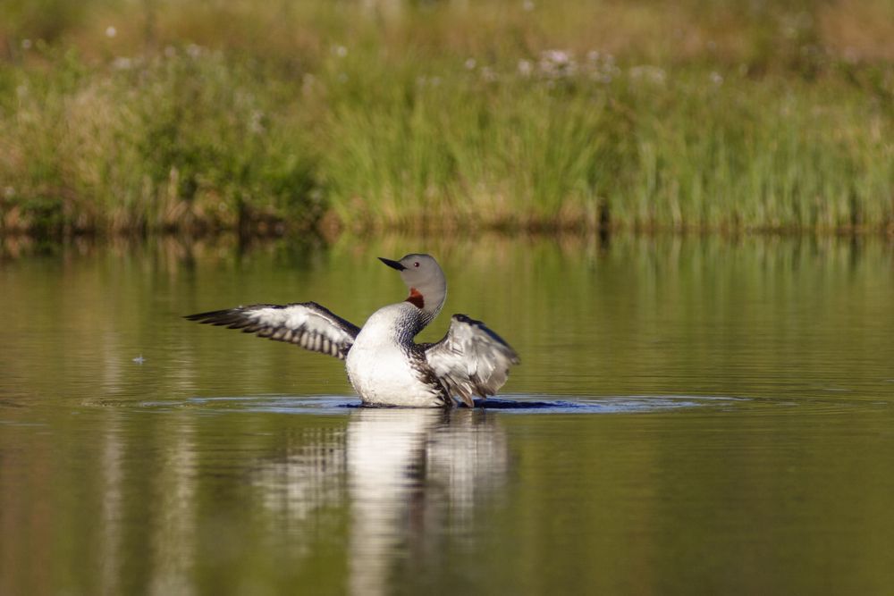A red-throated loon spreads its wings