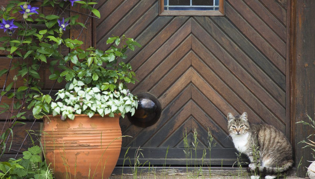 cat-by-a-wooden-door