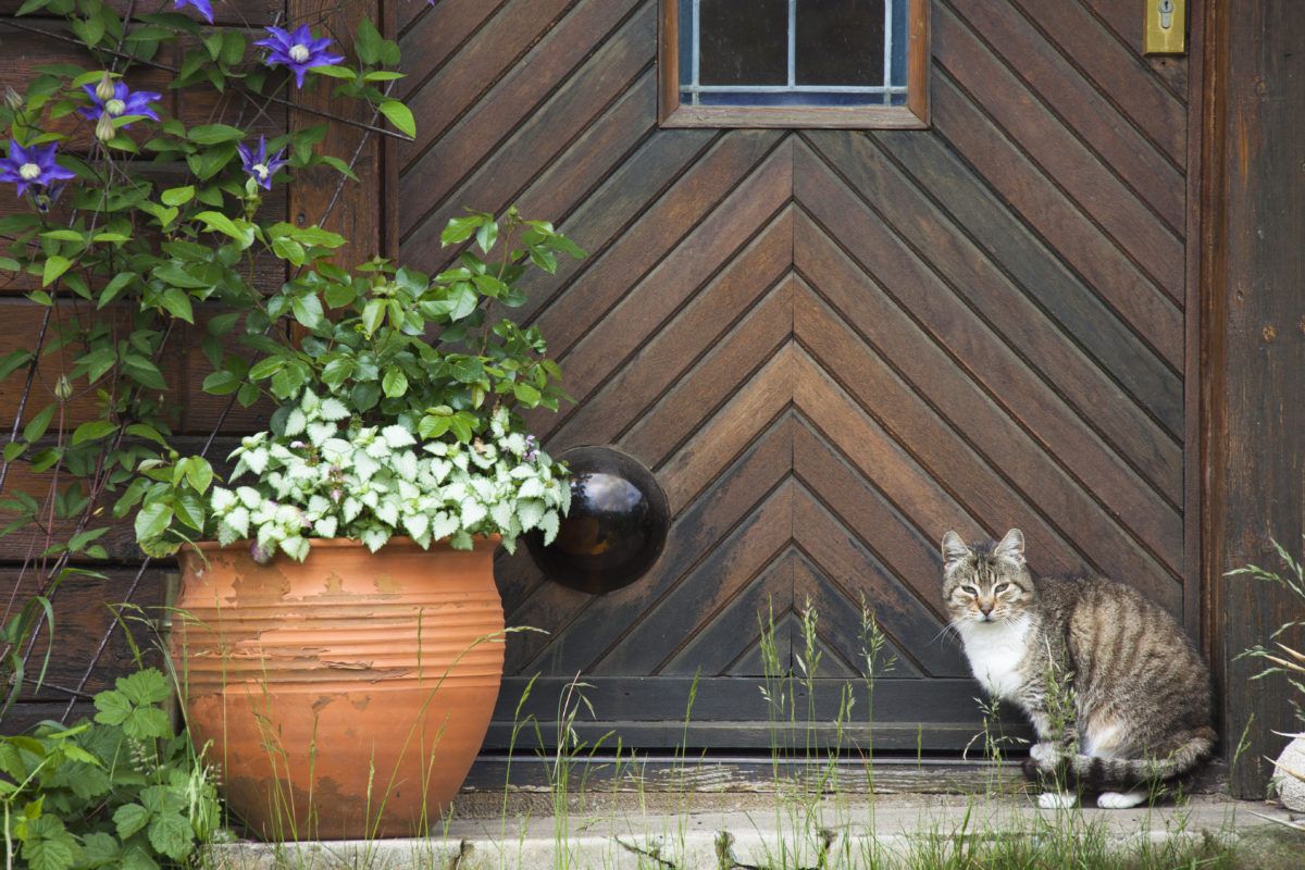 cat-by-a-wooden-door