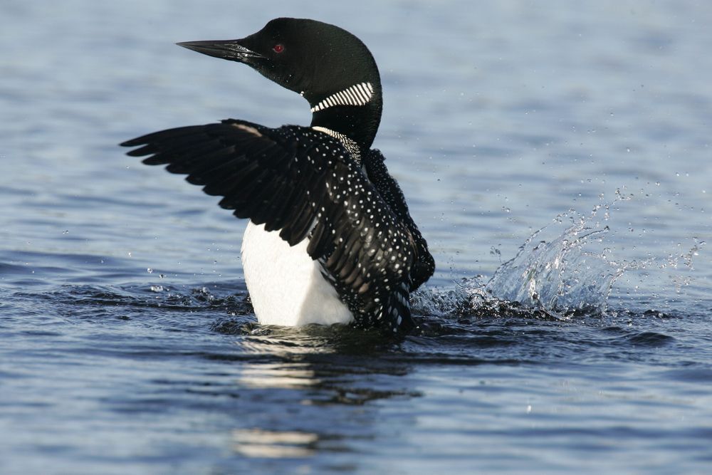 A loon seen in profile flaps its wings