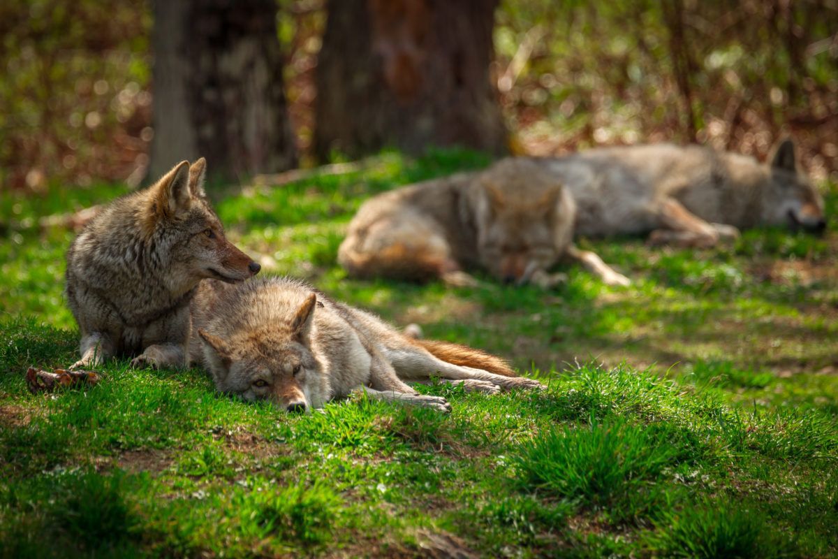 Small-pack-of-wolves-laze-around