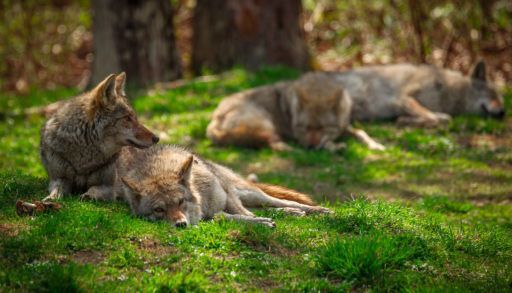 Small-pack-of-wolves-laze-around