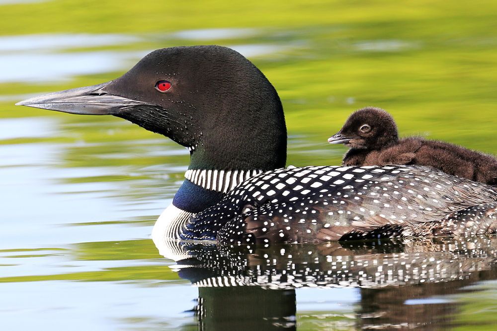 A common loon carries its chick on its back