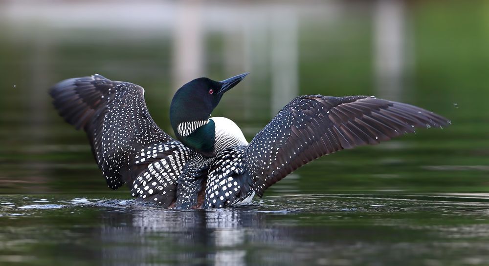 Common loon spreads its wings