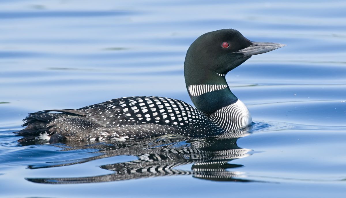 A loon in profile