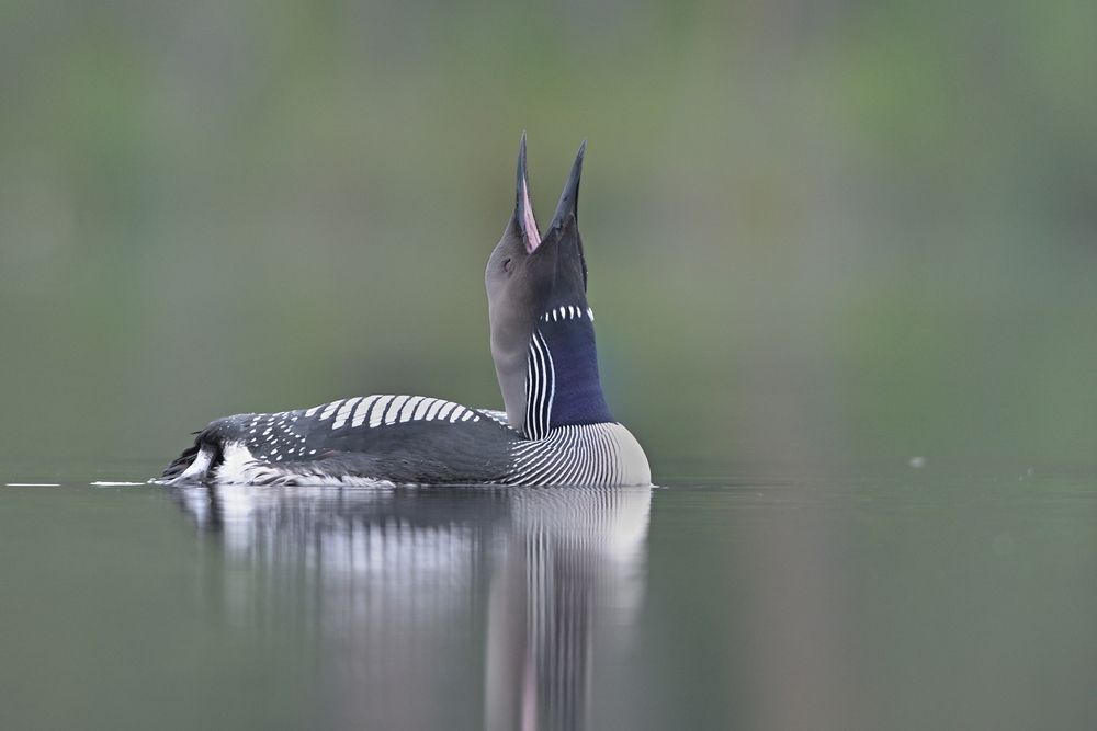 An Arctic loon lifts its head to call