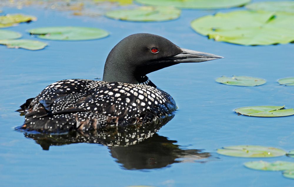 A ccommon loon on the water with lily pads