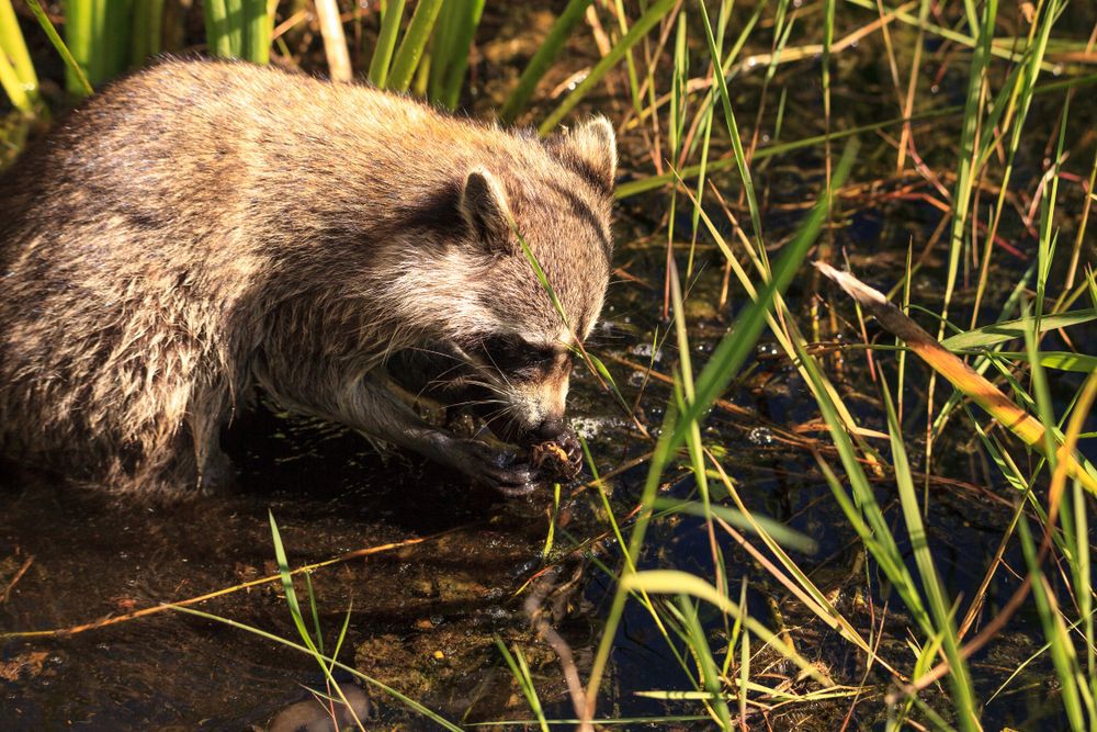 A raccoon in a marsh