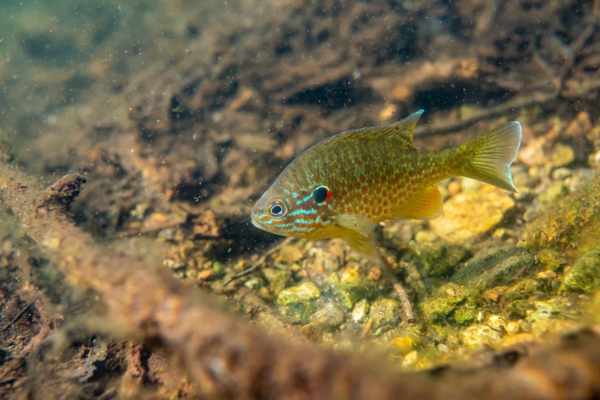 Pumpkinseed-fish-in-Northern-Quebec