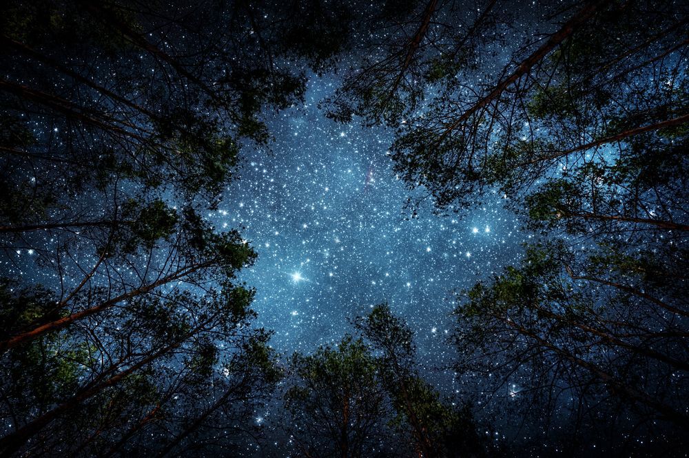 Looking towards a starlit sky through the trees