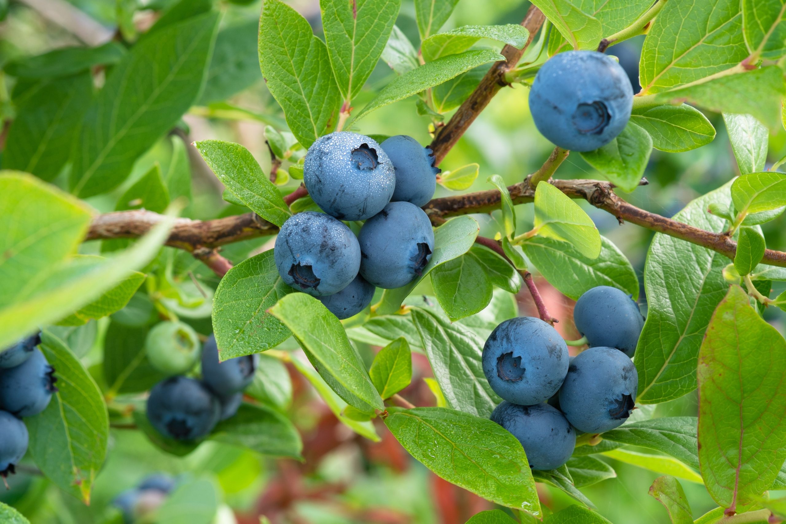 Blueberries growing on a bush