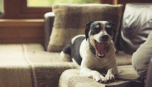dog-yawning-in-a-cabin