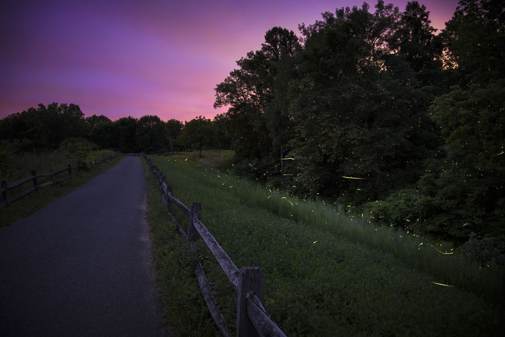 A path through the woods at night