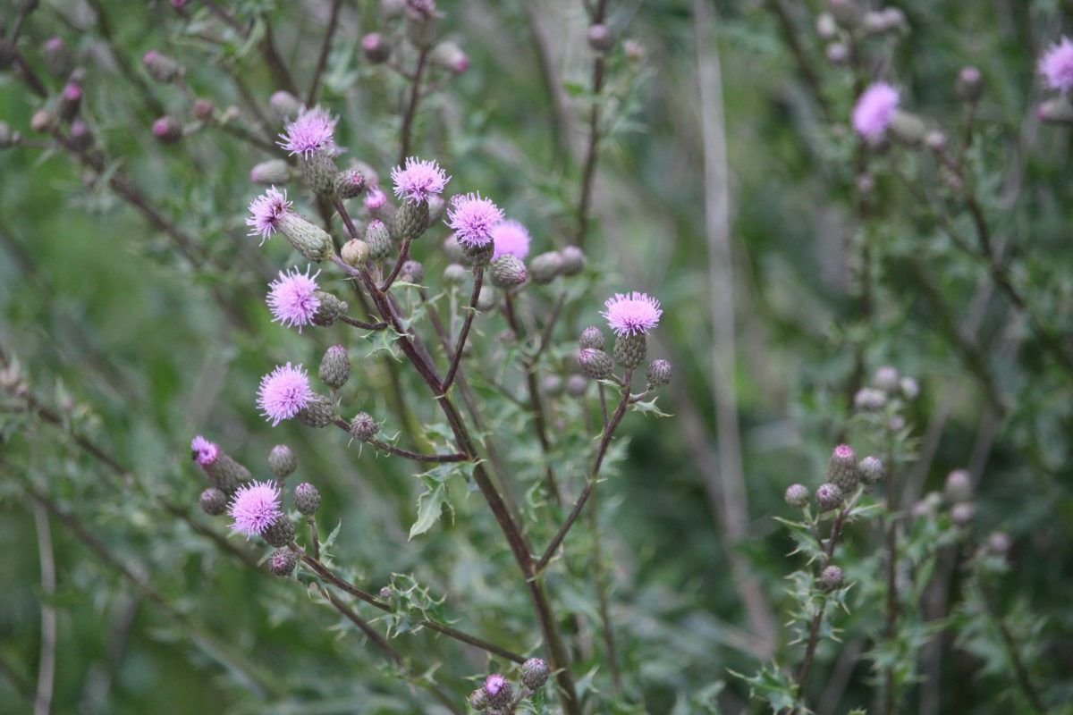 Canada-thistle