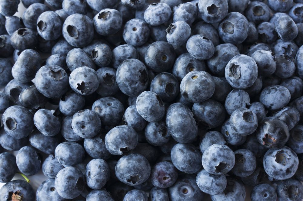 A background of blueberries