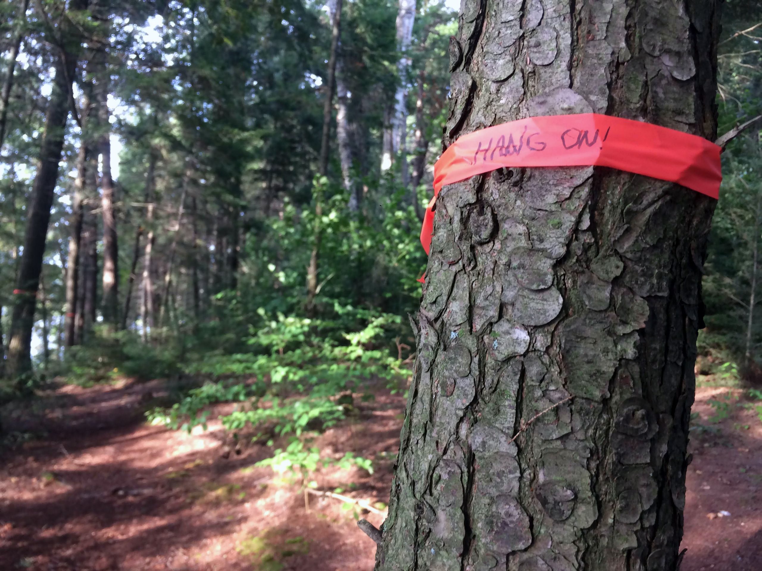 red tape wrapped around a tree at a camp site.