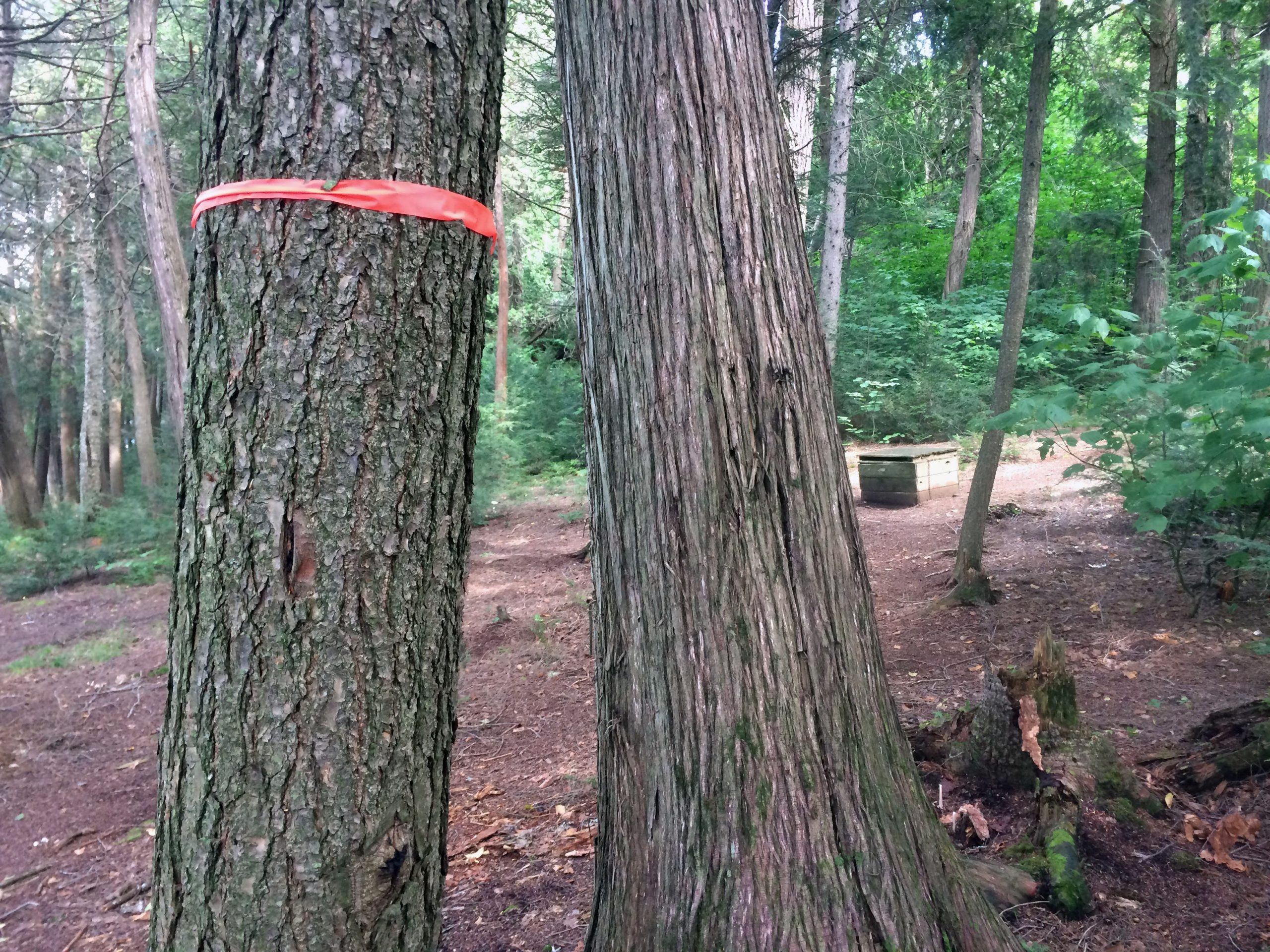 Two trees wrapped with red tape.