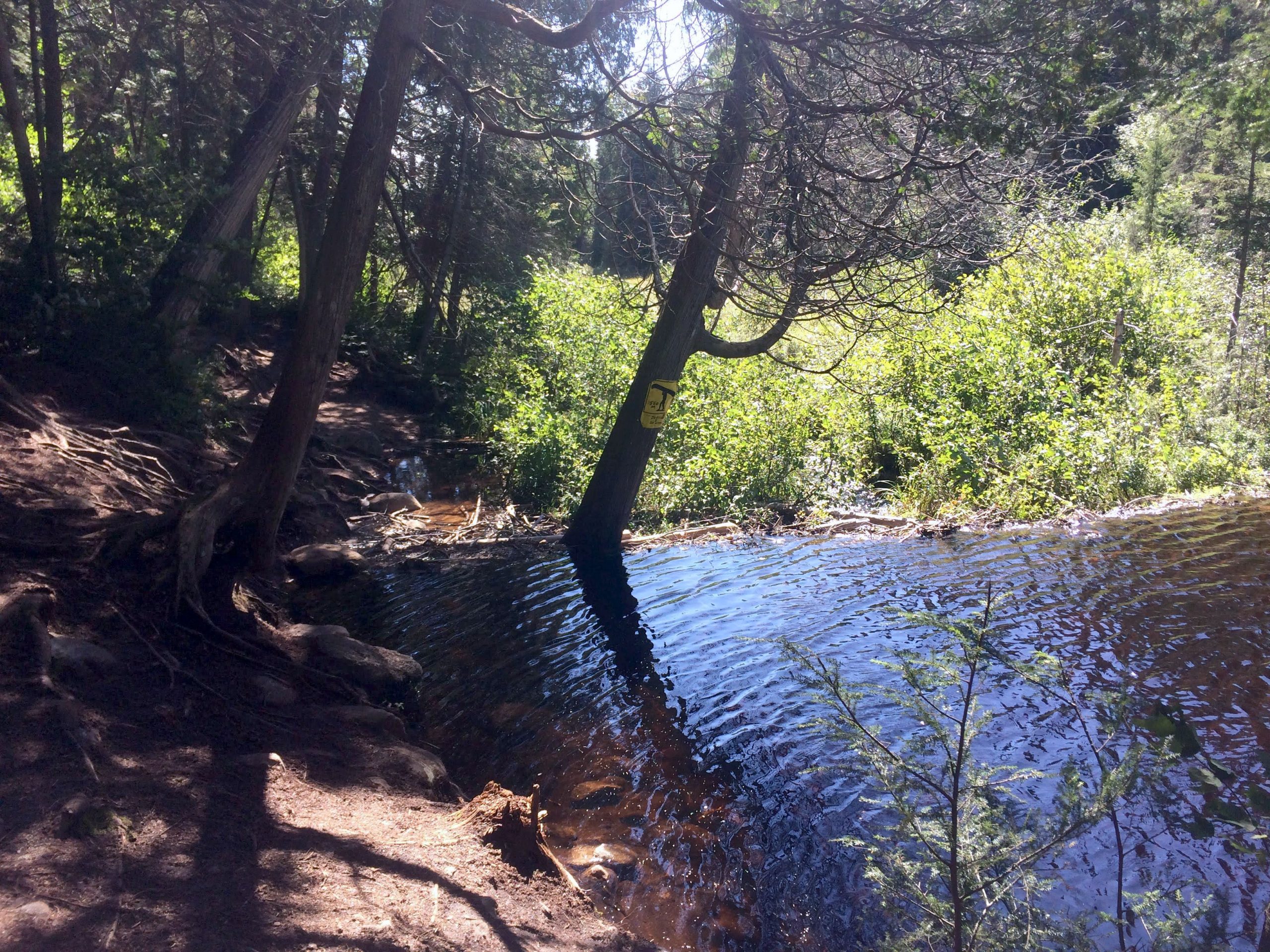 beaver dam on a lake.