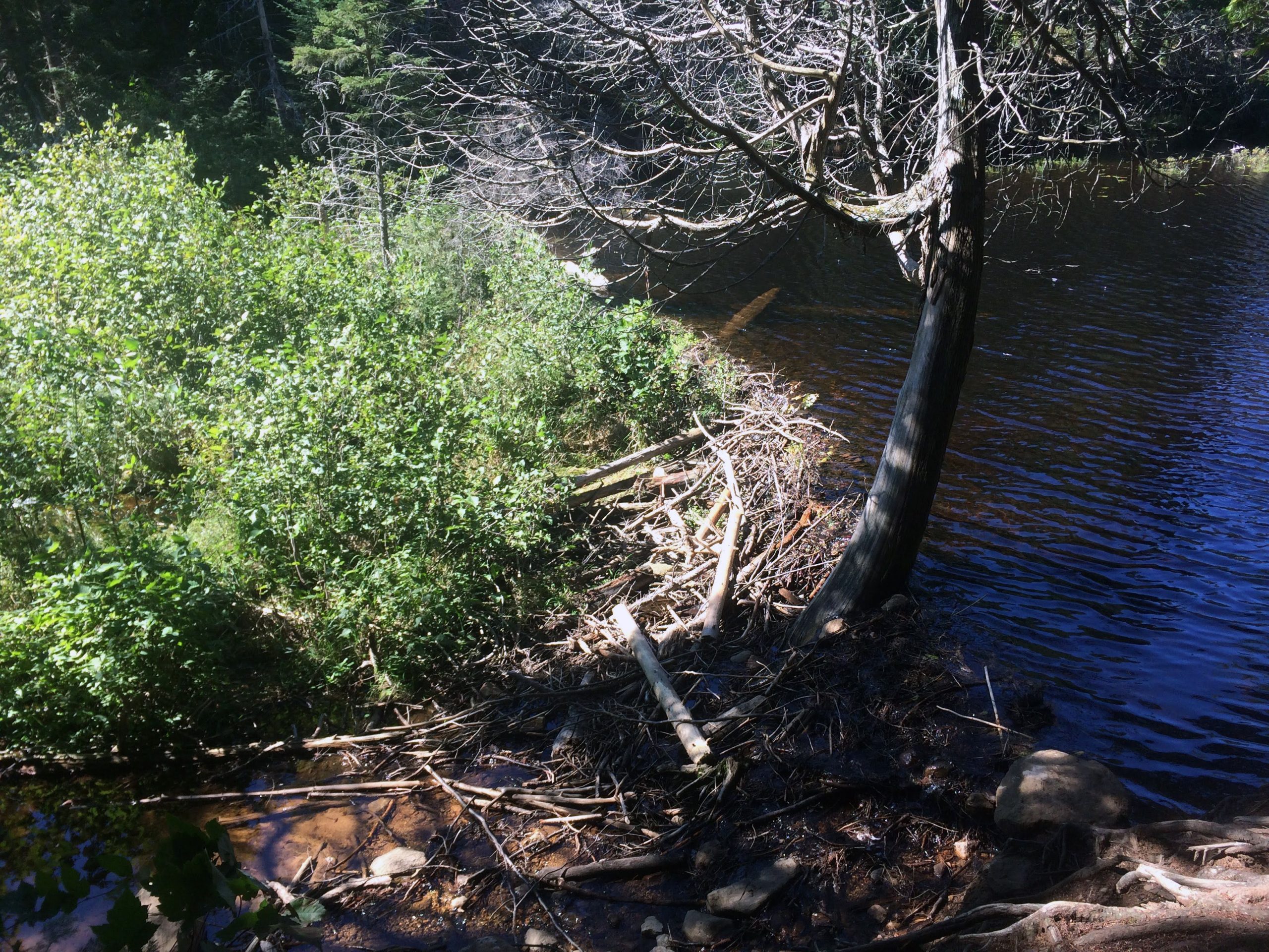 beavers on a lake.