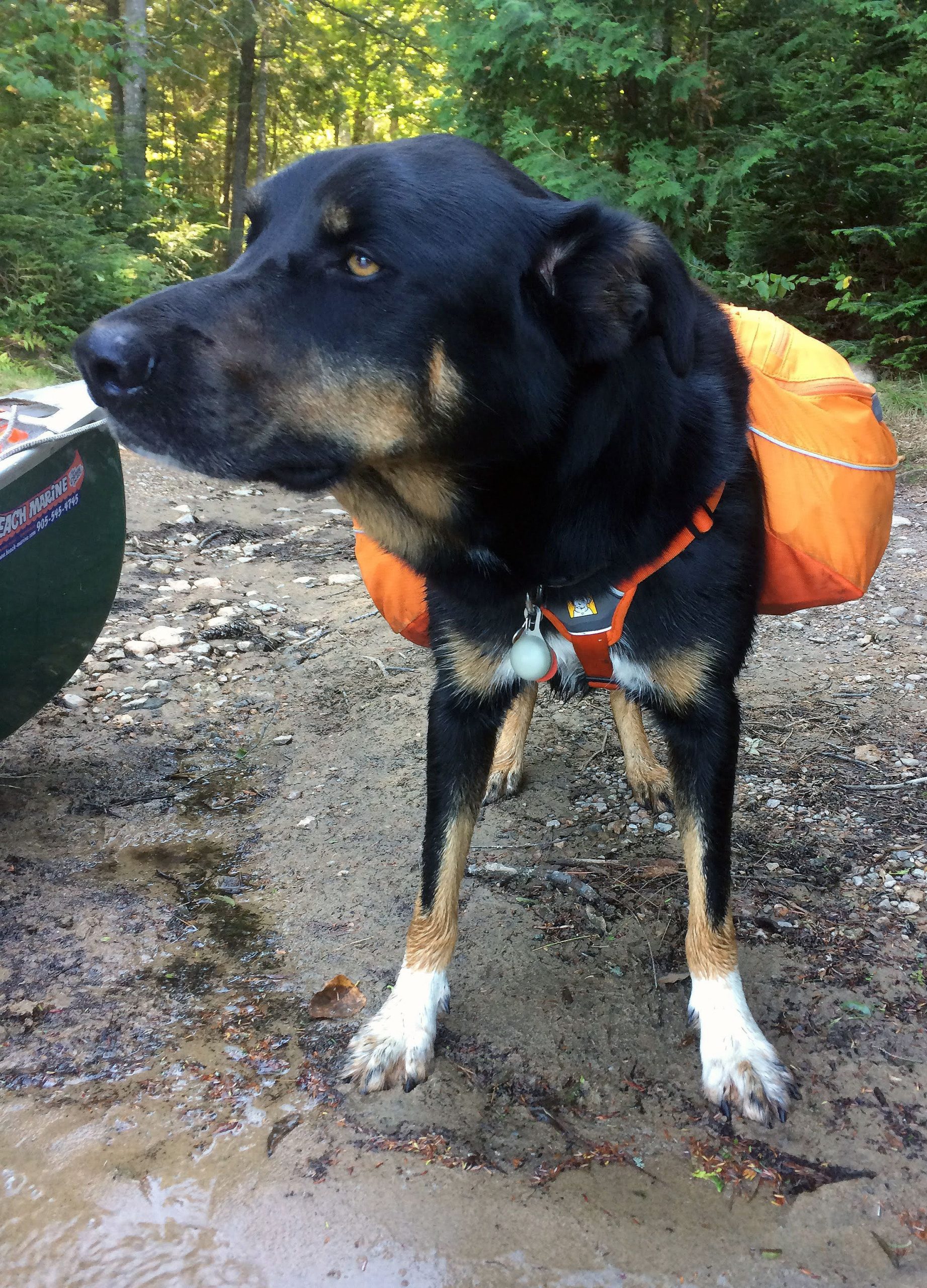 a dog with a saddlebag on a canoe trip.