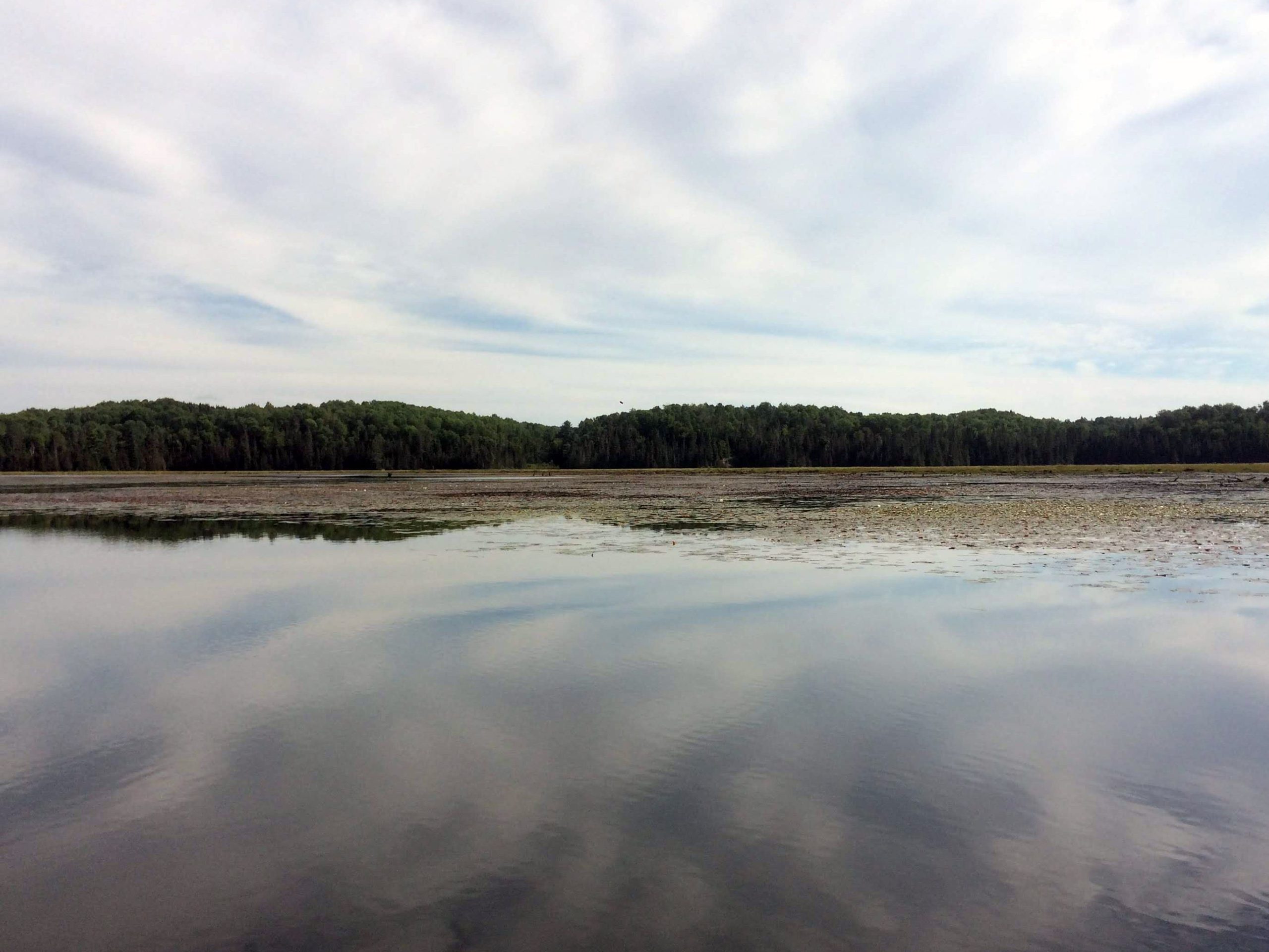 lily pads on a beautiful lake.