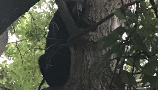bear-in-tree-in-Ottawa