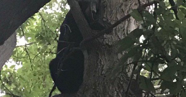 bear-in-tree-in-Ottawa
