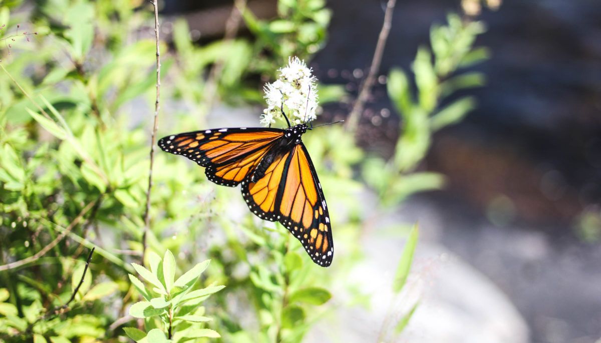 A monarch butterfly rests on a plant