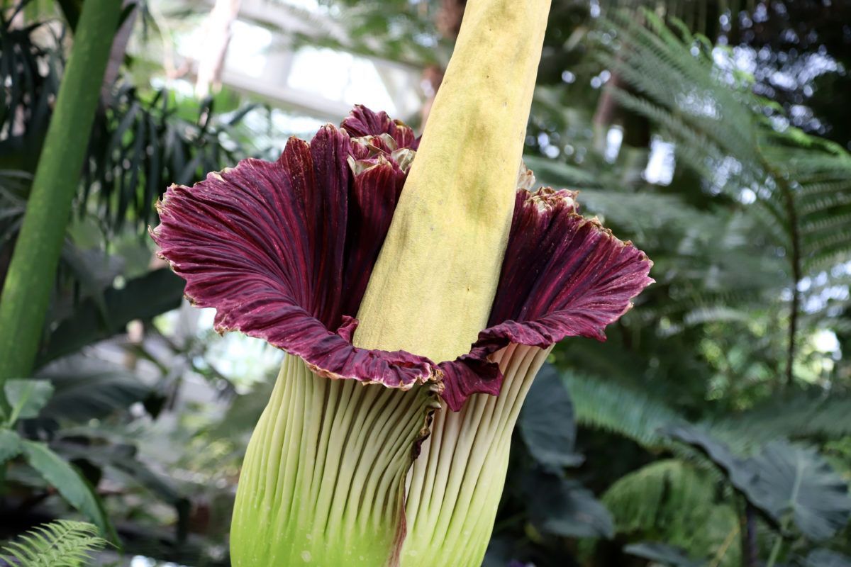 A corpse flower in New York