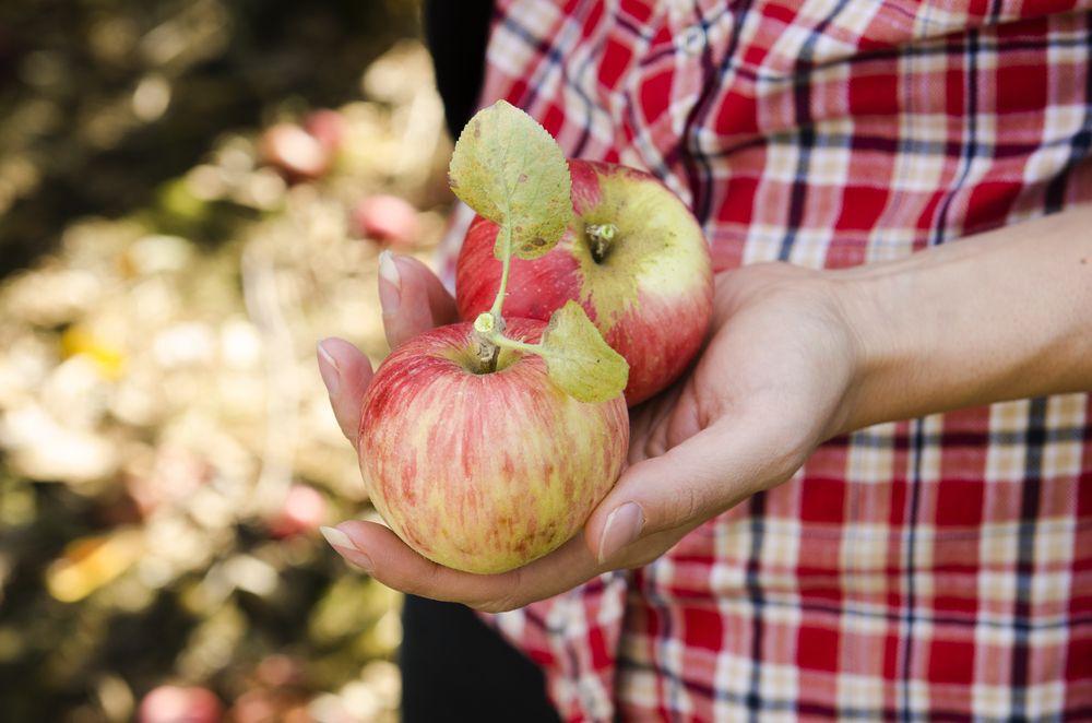 A person in a plaid shirt holds two apples