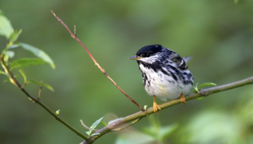 Blackpoll warbler perched on a branch