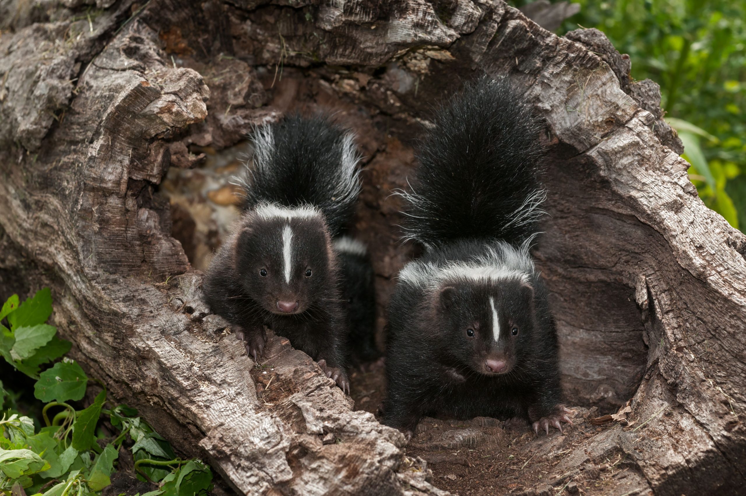 two-skunks