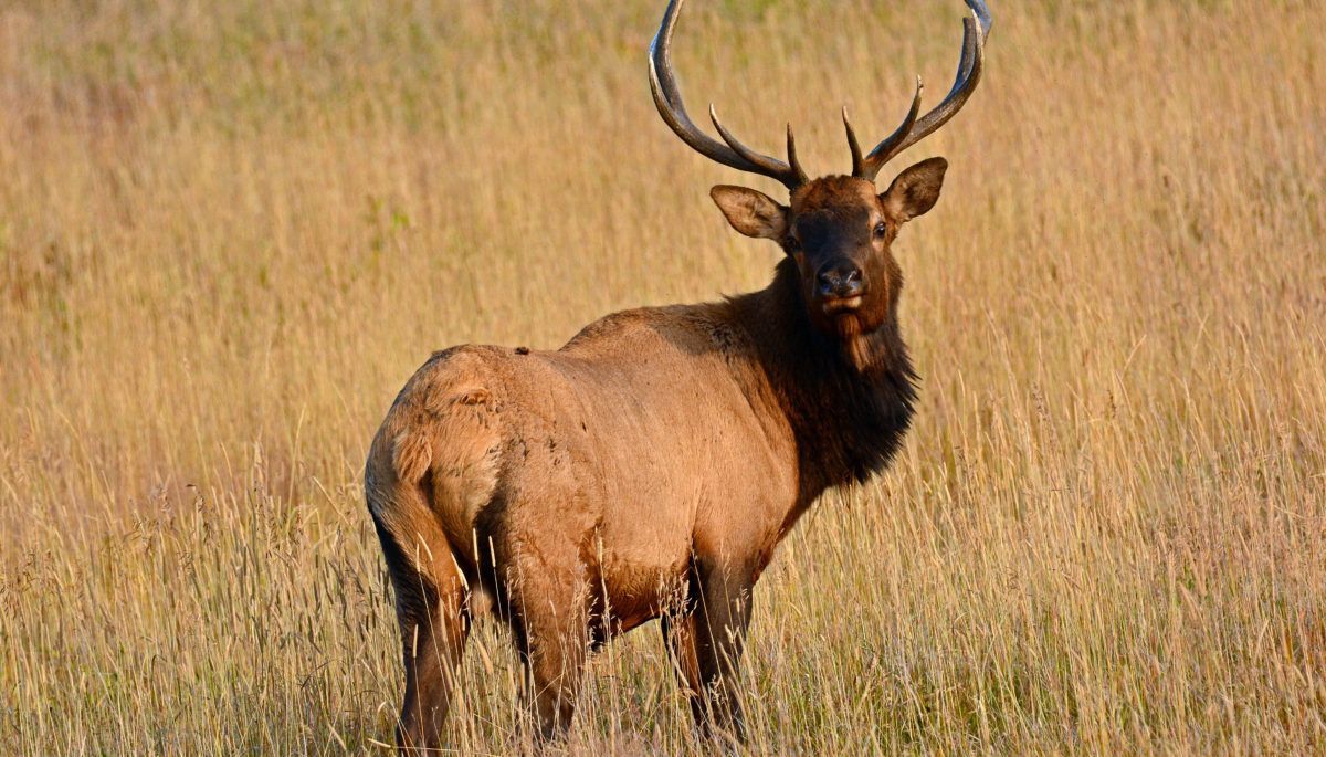 A-bull-elk-in-a-grassy-plain-in-autumn