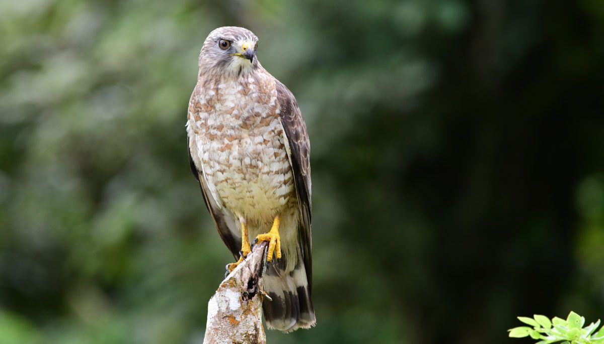 A-broad-winged-hawk-perches-on-a-fence-post
