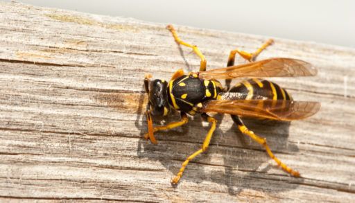 yellow-jacket-on-wood-background