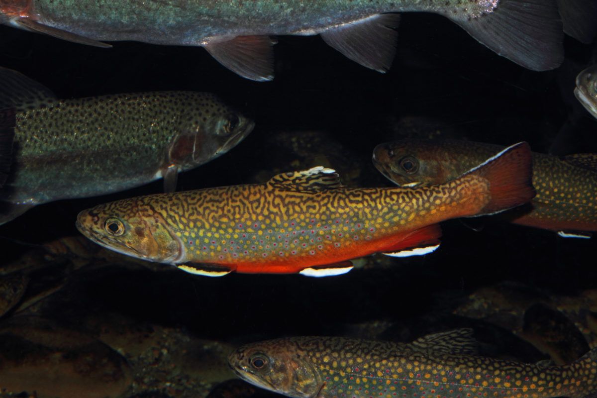 A-colourful-brook-trout-swims-among-other-fish