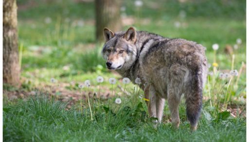 Grey wolf standing in a field