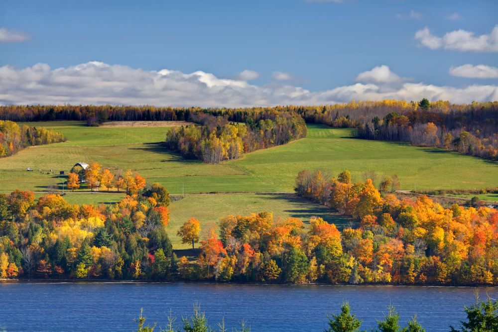 A view of autumn leaves from the St. John River